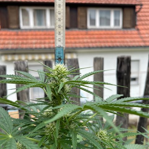 Mac-1 growlog timeline photo