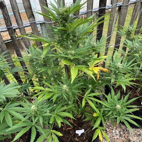 Mac-1 growlog timeline photo