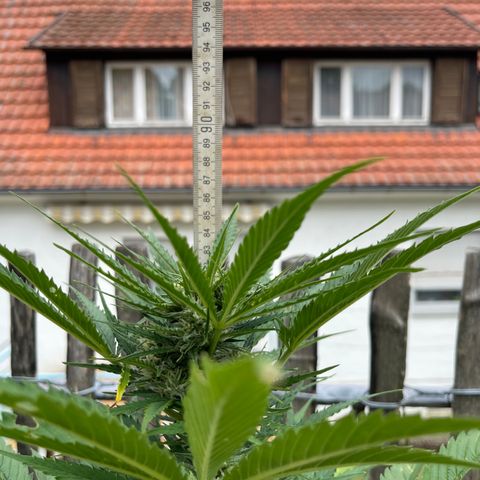 Mac-1 growlog timeline photo