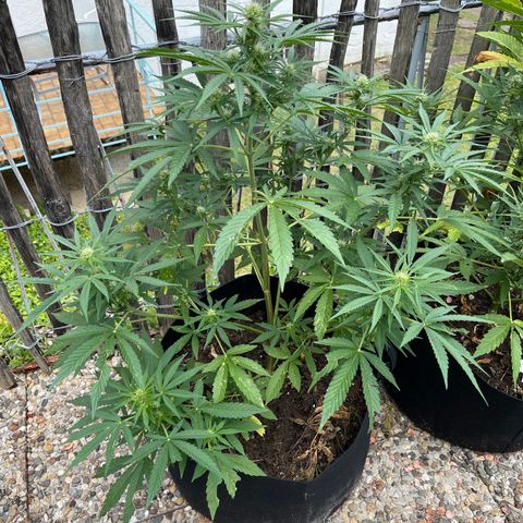 Mac-1 growlog timeline photo