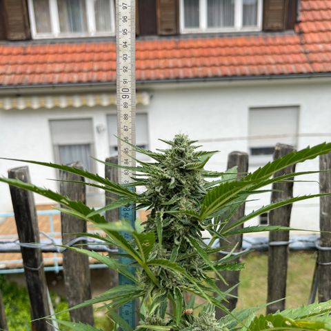 Blue Cheese growlog timeline photo