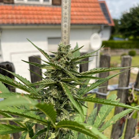 Blue Cheese growlog timeline photo