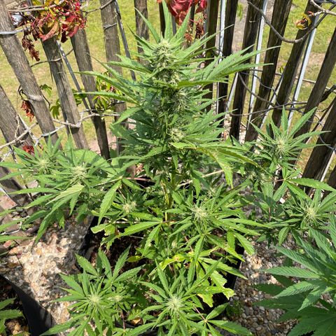 Royal Cookies Automatic growlog timeline photo