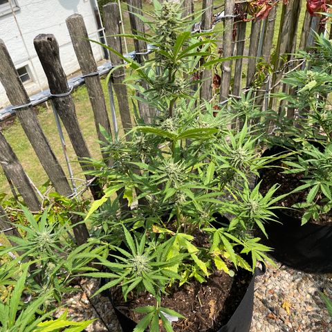 Blue Cheese growlog timeline photo