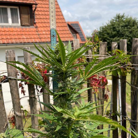 Royal Cookies Automatic growlog timeline photo