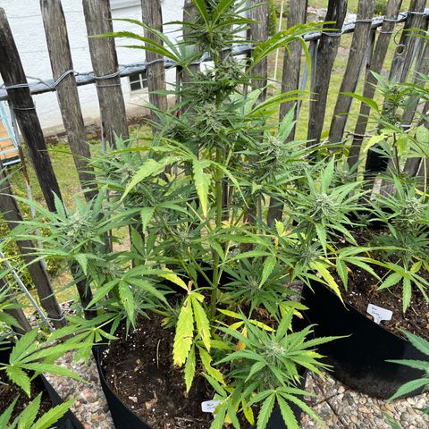 Blue Cheese growlog timeline photo