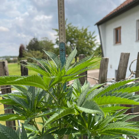 Tropicana Cookies growlog timeline photo