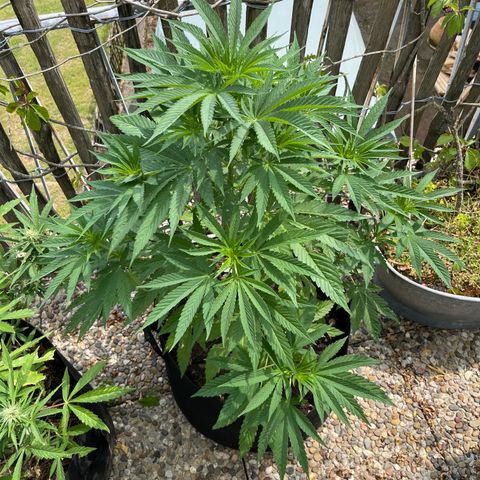 Tropicana Cookies growlog timeline photo
