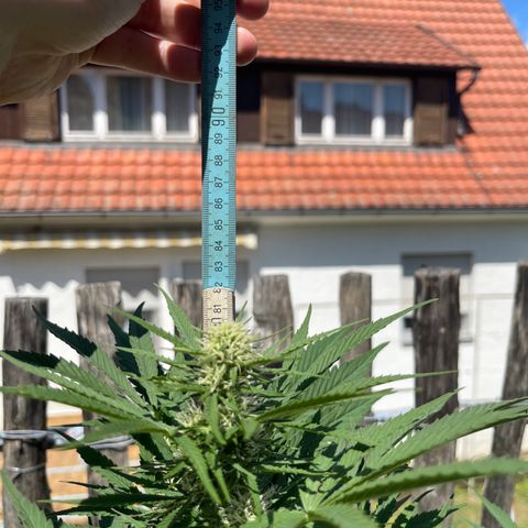 Mac-1 growlog timeline photo