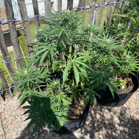 Mac-1 growlog timeline photo