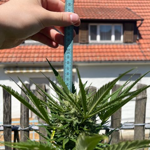 Mac-1 growlog timeline photo