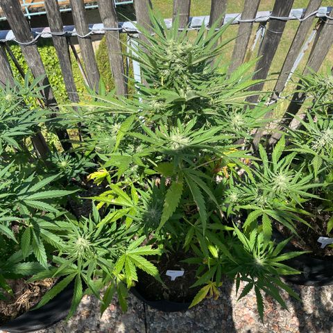 Mac-1 growlog timeline photo