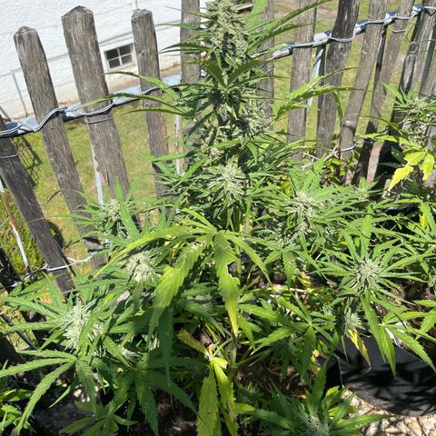 Blue Cheese growlog timeline photo