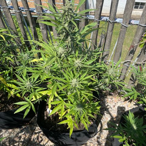 Blue Cheese growlog timeline photo