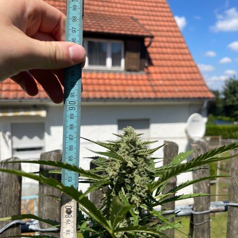 Blue Cheese growlog timeline photo
