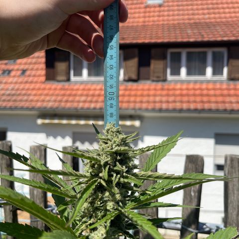 Blue Cheese growlog timeline photo