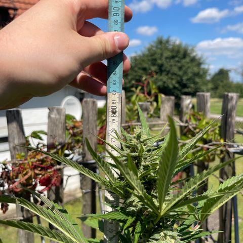 Royal Cookies Automatic growlog timeline photo