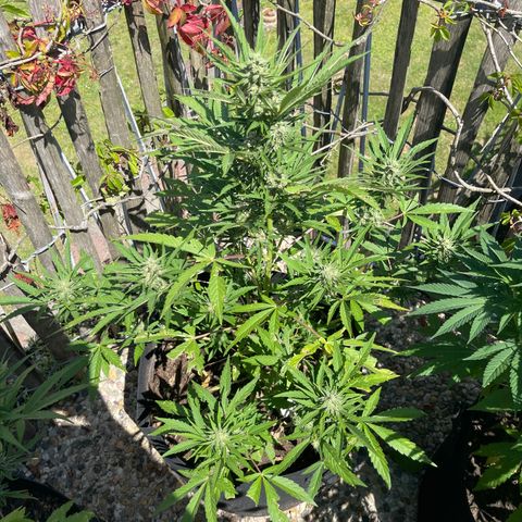 Royal Cookies Automatic growlog timeline photo