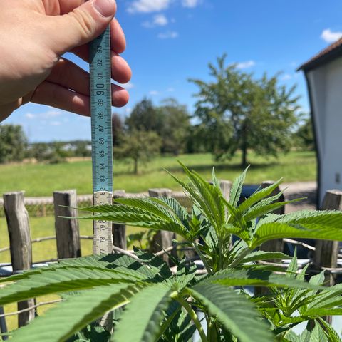 Tropicana Cookies growlog timeline photo