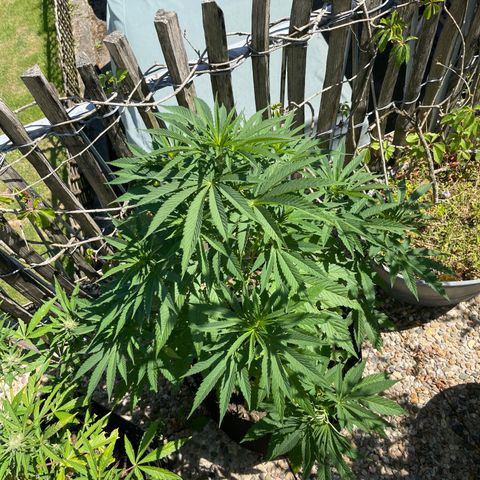 Tropicana Cookies growlog timeline photo