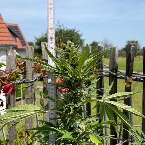 Royal Cookies Automatic growlog photo: Ernte