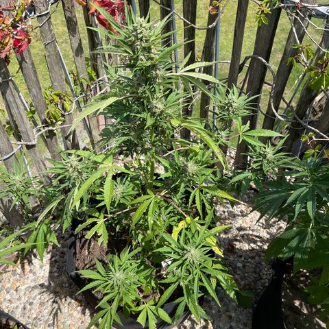 Royal Cookies Automatic growlog photo: Ernte