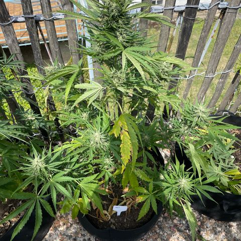 Mac-1 growlog photo: Mac 1 N.2 Ernte