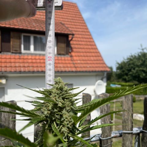 Blue Cheese growlog photo: Blue Cheese N.1 Ernte
