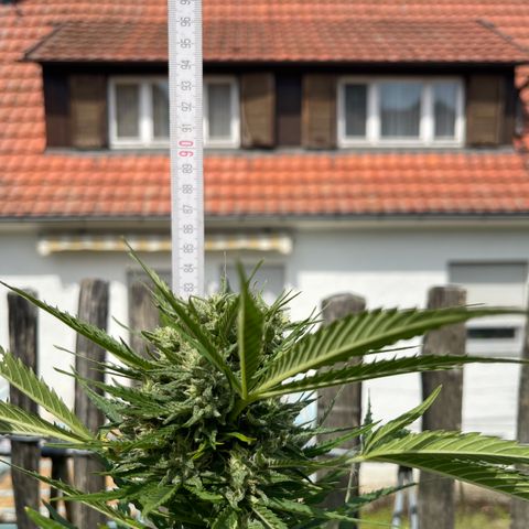 Mac-1 growlog photo: Mac 1 N.2 Ernte