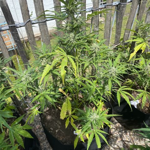Blue Cheese growlog photo: Blue Cheese N.1 Ernte