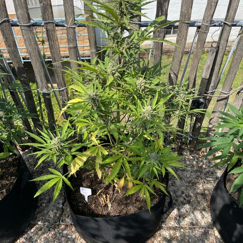 Blue Cheese growlog photo: Blue Chesse N.2 Ernte 