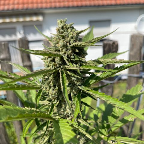 Blue Cheese growlog photo: Blue Chesse N.2 Ernte 