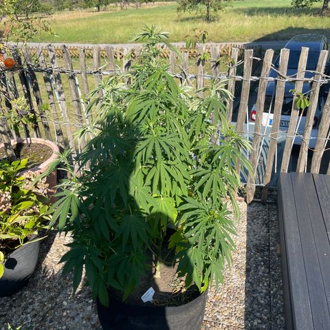 Tropicana Cookies growlog timeline photo