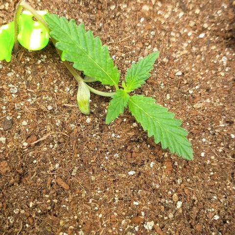 Skunk P4 growlog timeline photo