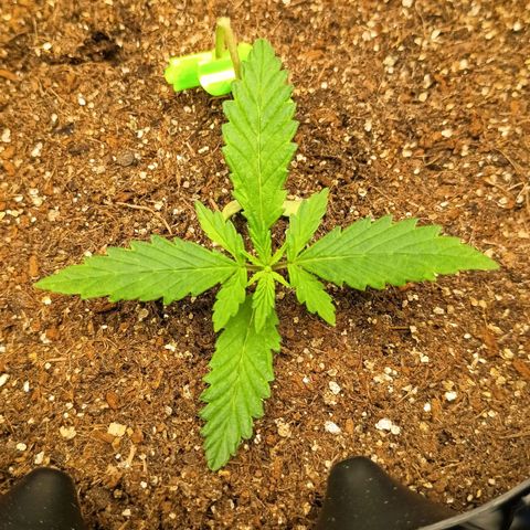 Skunk P4 growlog timeline photo