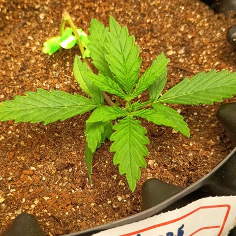 Skunk P4 growlog timeline photo