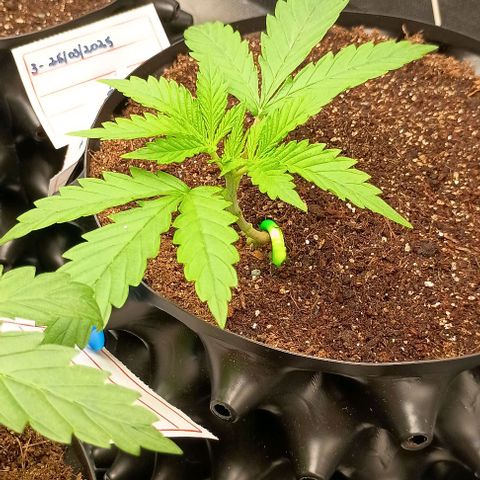 Skunk P4 growlog timeline photo