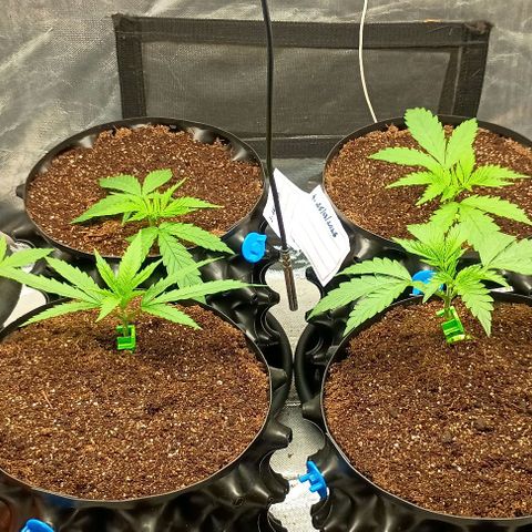 Skunk P4 growlog timeline photo