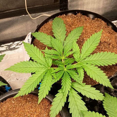 Skunk P4 growlog timeline photo