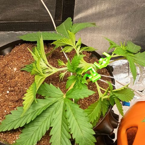 Skunk P4 growlog timeline photo