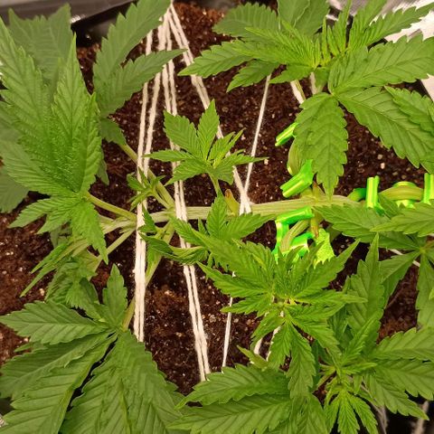 Skunk P4 growlog timeline photo