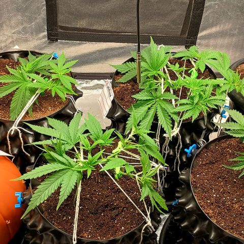 Skunk P4 growlog timeline photo