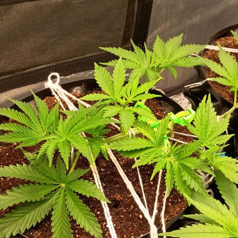 Skunk P4 growlog timeline photo