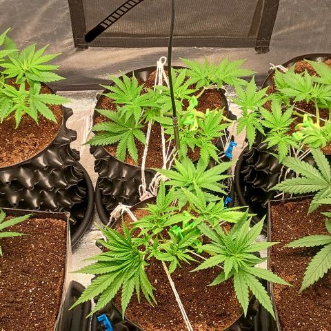 Skunk P4 growlog timeline photo