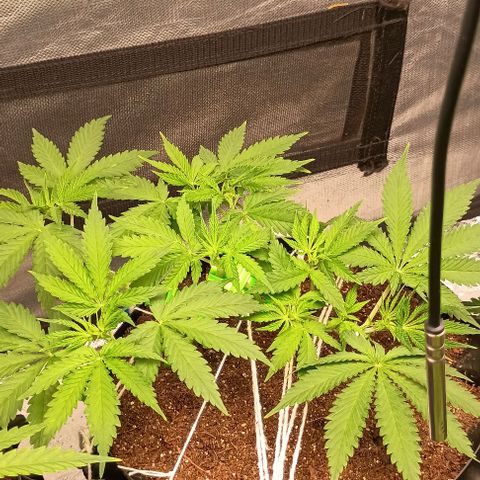 Skunk P4 growlog timeline photo