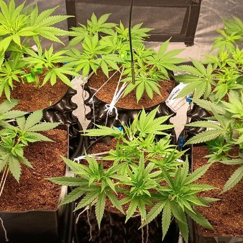 Skunk P4 growlog timeline photo