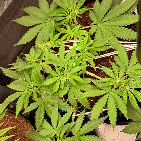 Skunk P4 growlog timeline photo