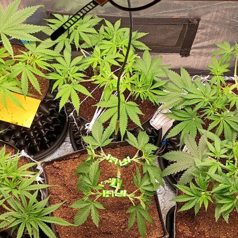 Skunk P4 growlog timeline photo