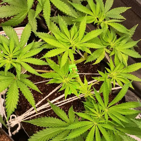 Skunk P4 growlog timeline photo
