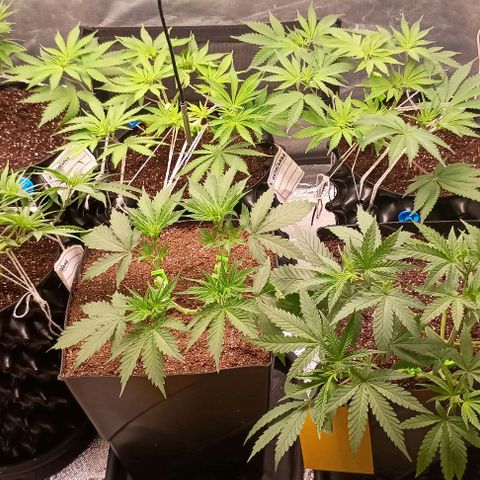 Skunk P4 growlog timeline photo